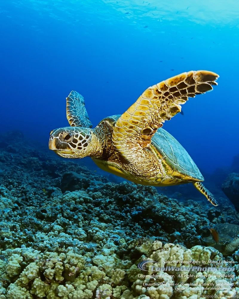 baby turtle swimming desktop background