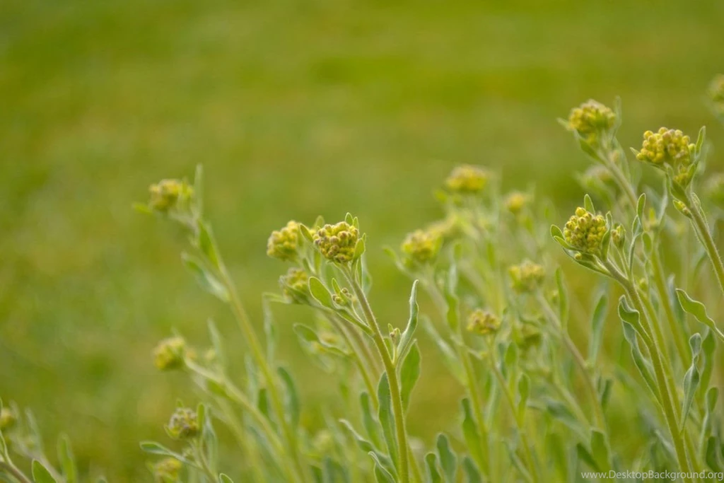 Minimalist Nature [Wallpaper] By GlaedrTheDragon On DeviantArt