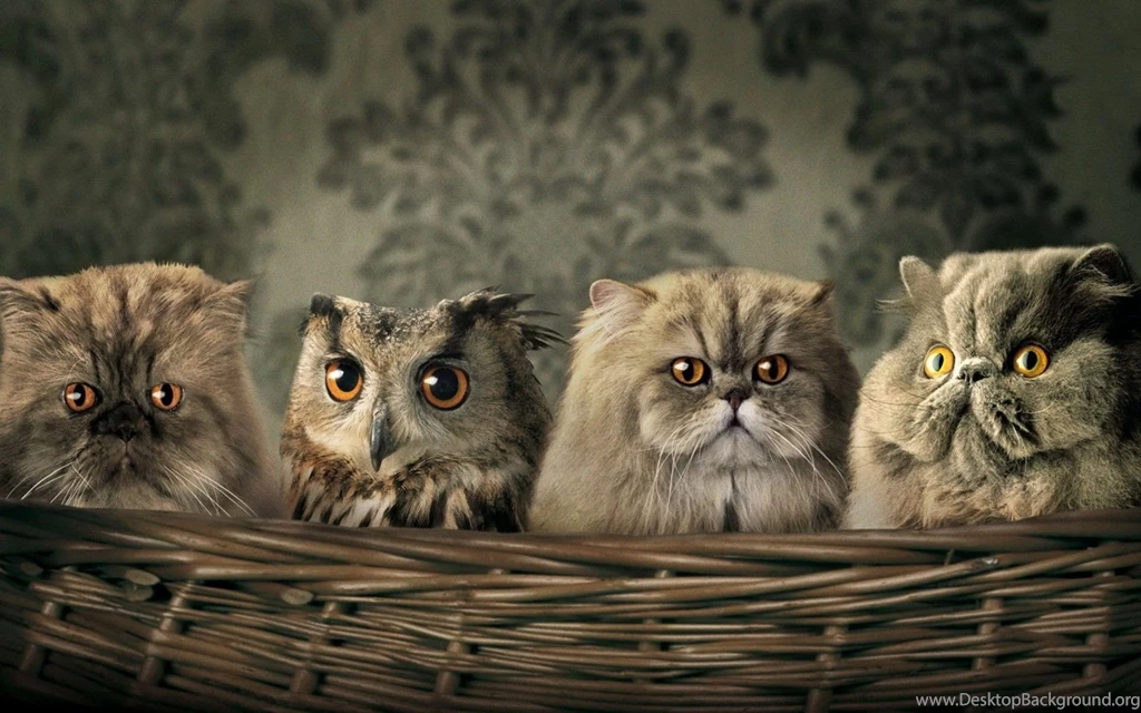 Funny Animals Images