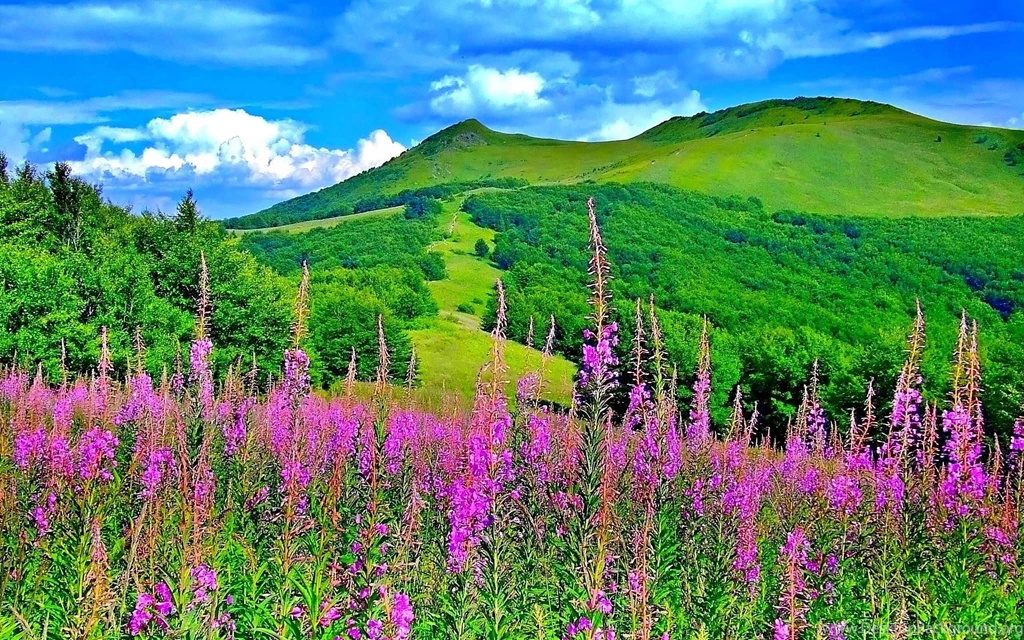 Green Mountain Flowers Trees Nature