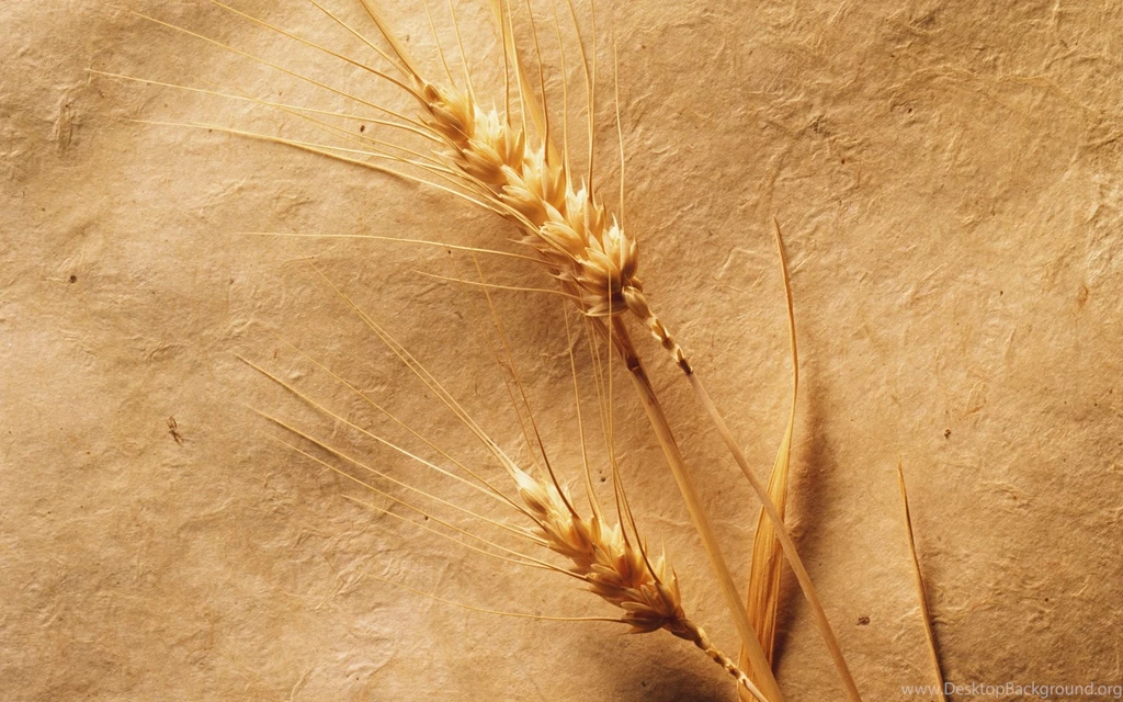 Minimalist Nature Wallpapers 1920 X 1200   Photo 15 Of 80