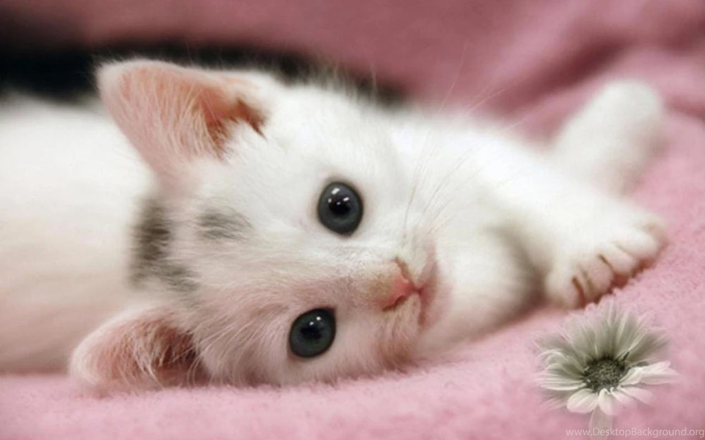 Beautiful Dreamer   Daydreaming Wallpapers (20062800)   Fanpop