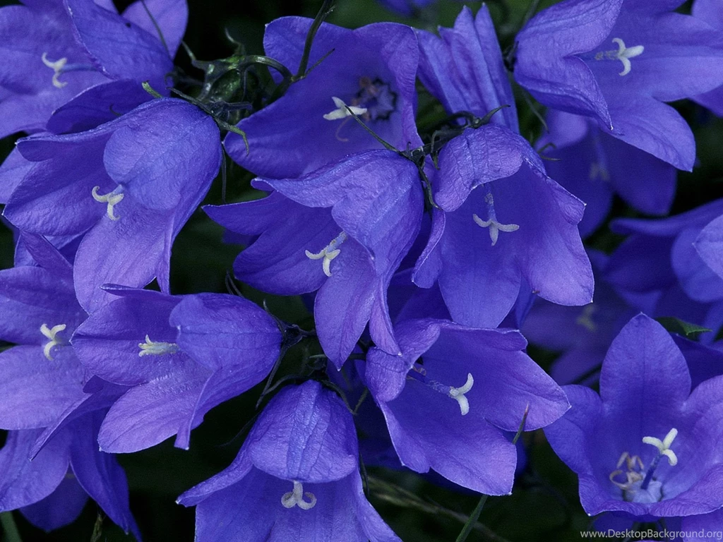 5173 Flower HD Wallpapers