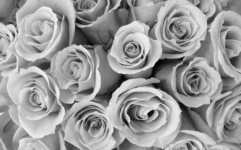 Flowers Black And White Special Pink Roses Wallpaper. Black And ...