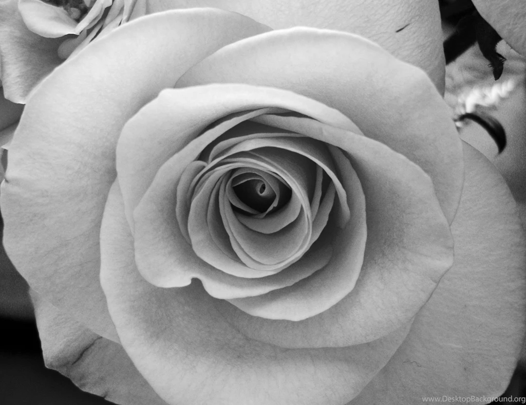 Black And White Rose Wallpapers Wallpapers Cave