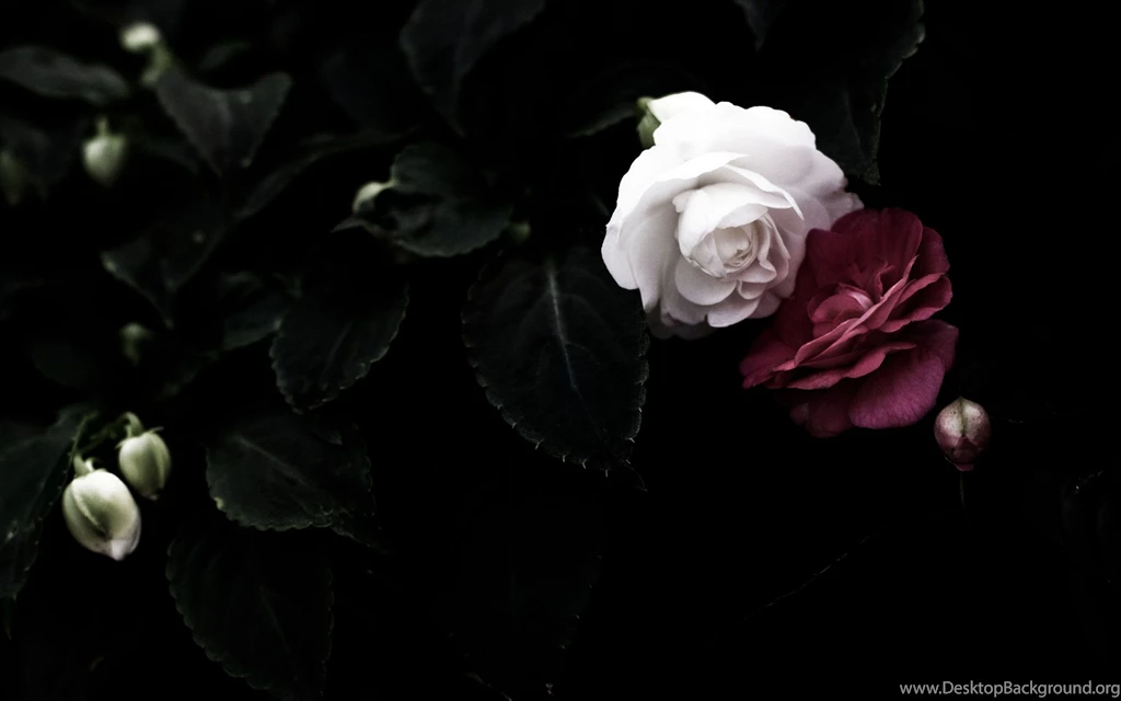 2880x1800px Black Rose Wallpapers White And Red