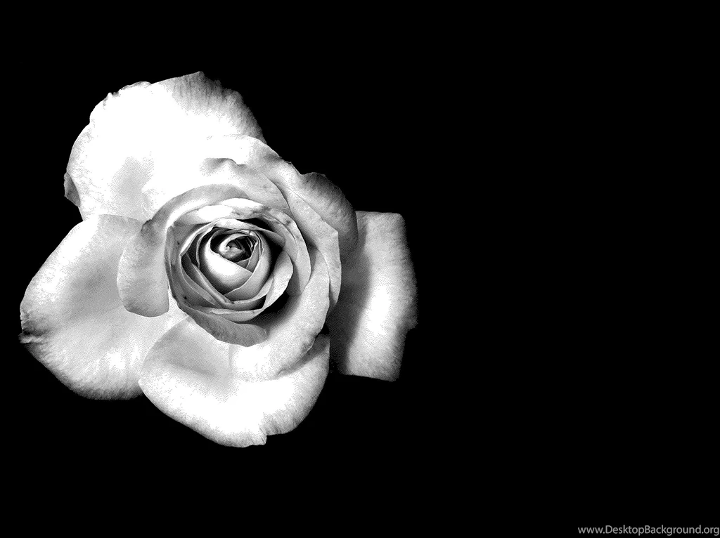 Black and white rose Desktop wallpapers.jpg