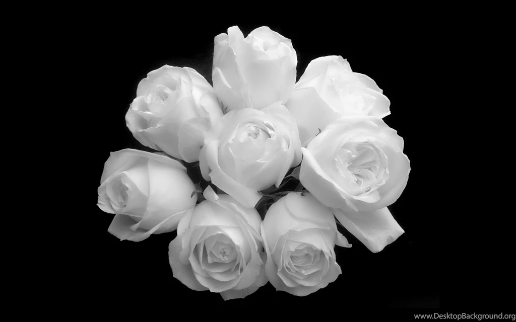 White Rose Wallpapers HD 3.jpg