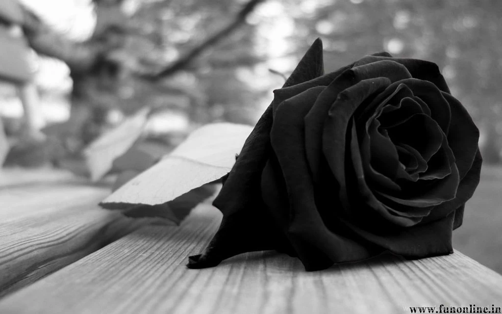Black Rose Wallpapers   HD Wallpapers And Pictures
