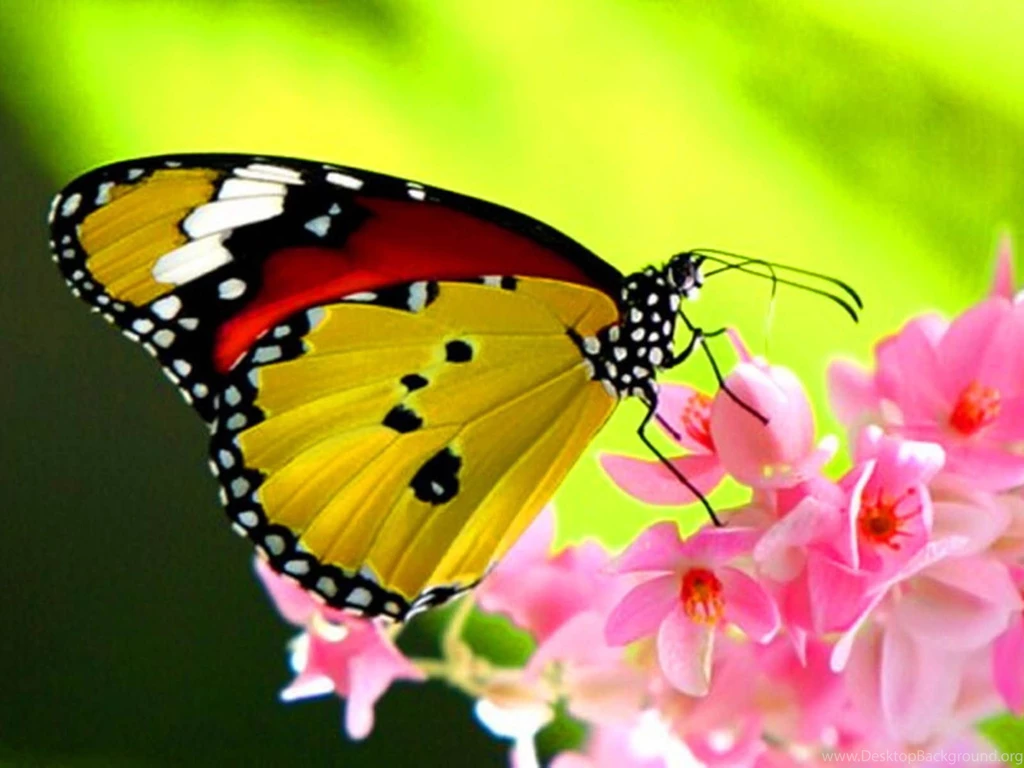 Desktop Wallpapers: Beautiful Butterfly Desktop Wallpapers