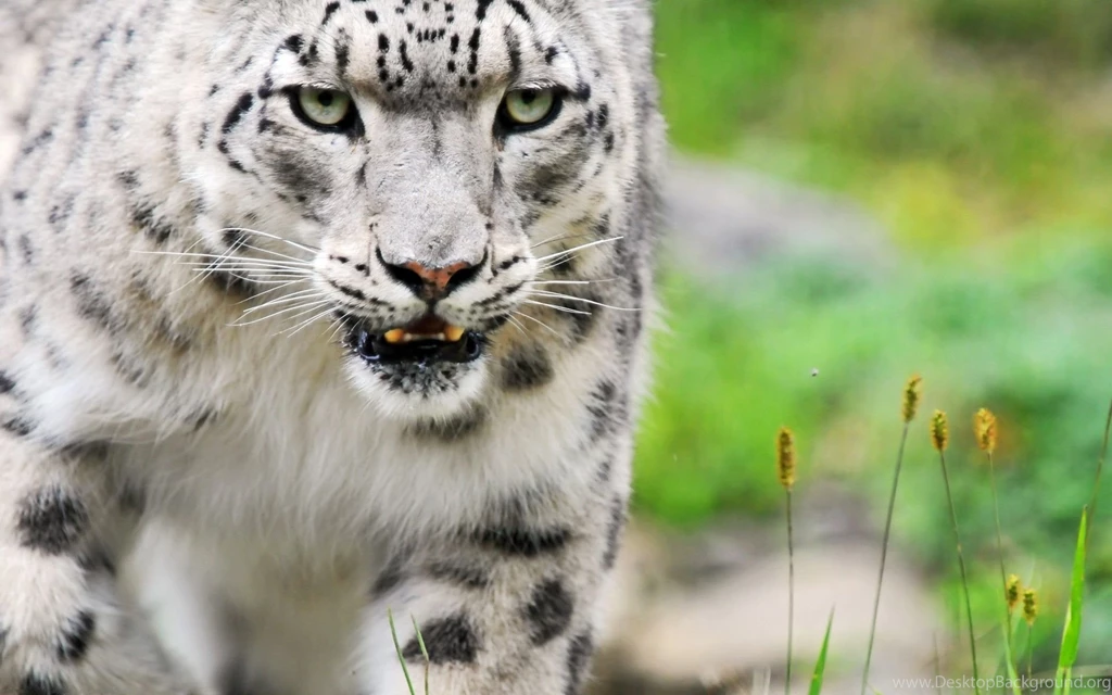 Amazing White Tiger Wallpapers