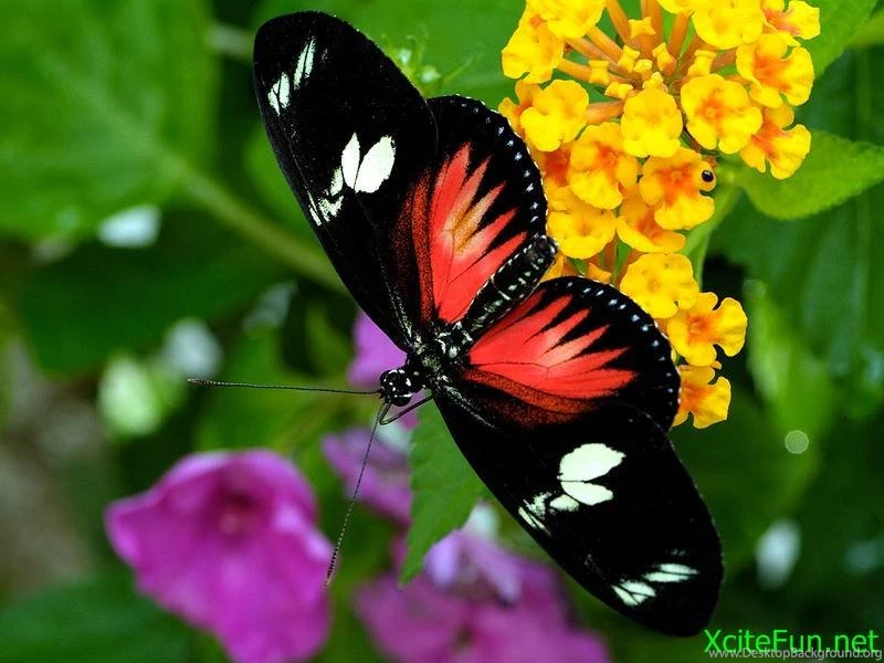 Wallpapers Beautiful Butterfly HD:Computer Wallpapers