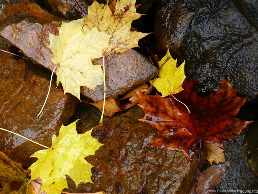 MLeWallpapers.com Wet Leaves And Rocks