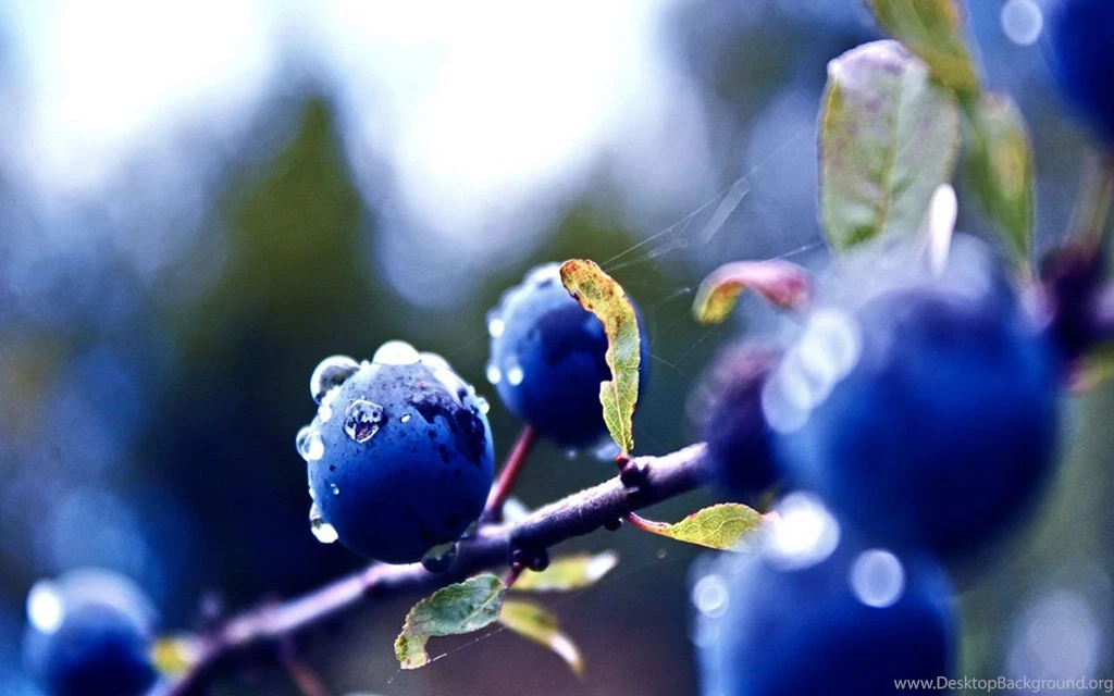 Blueberry on Tree HD Wallpapers.jpg