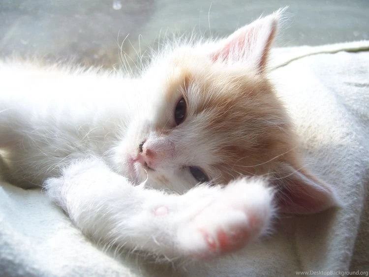 White Cute Kitten Wallpapers Free White Cute Kitten Wallpapers By ...