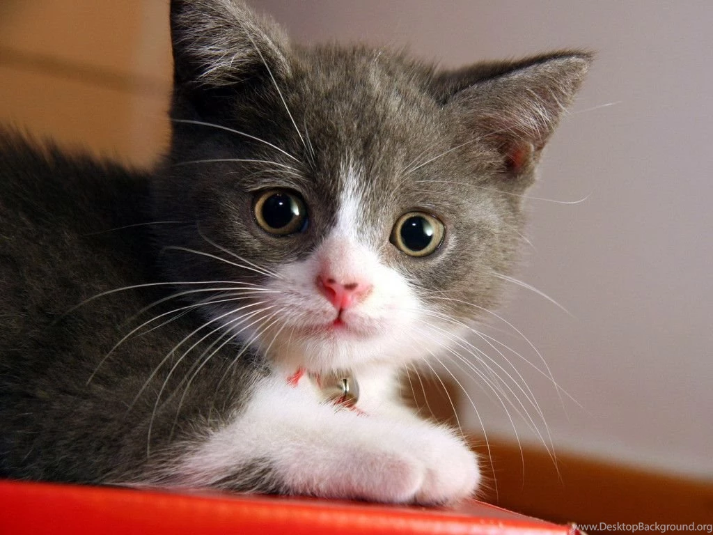 Cute Cats Images 1024x768