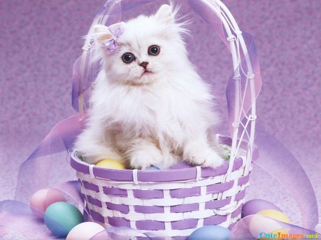 Free Easter Cat Wallpapers Name CuteImages.net