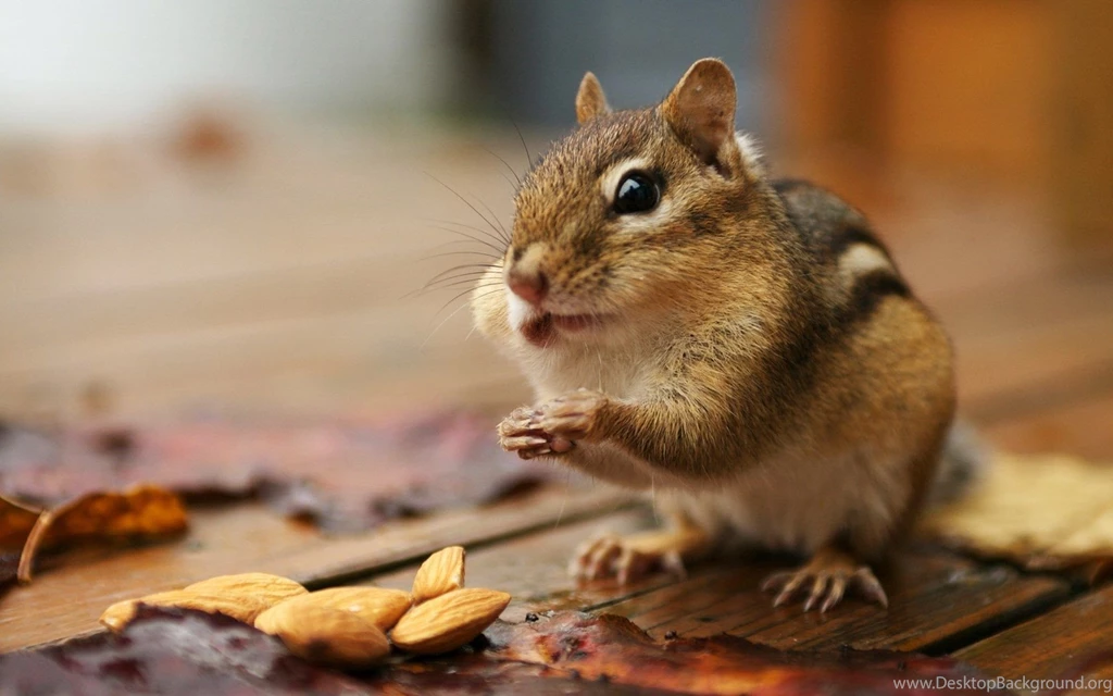 Squirrel HD Wallpaper 1.jpg