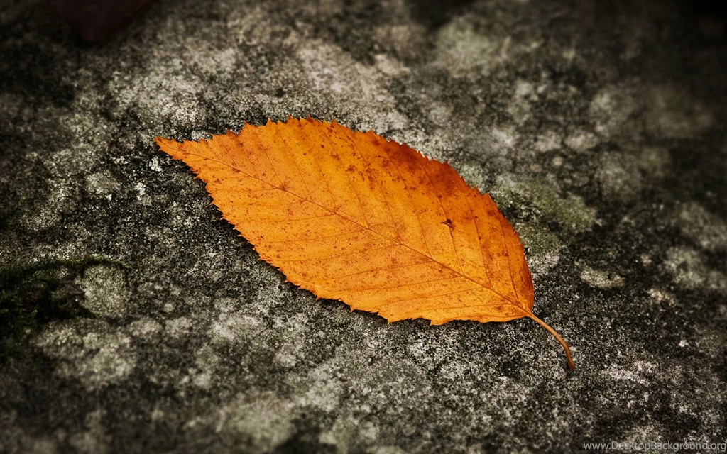 Full HD Wallpapers + Black, Nature, Orange, By Sven Muller, Leafs ...
