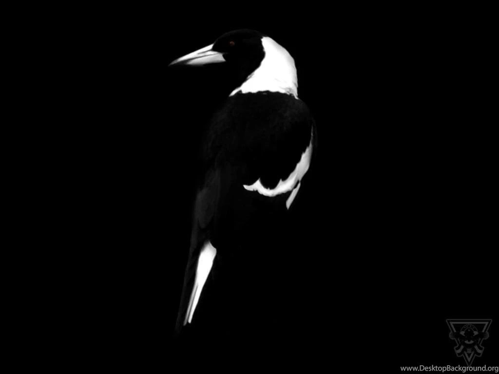 MagpieMad's Nest