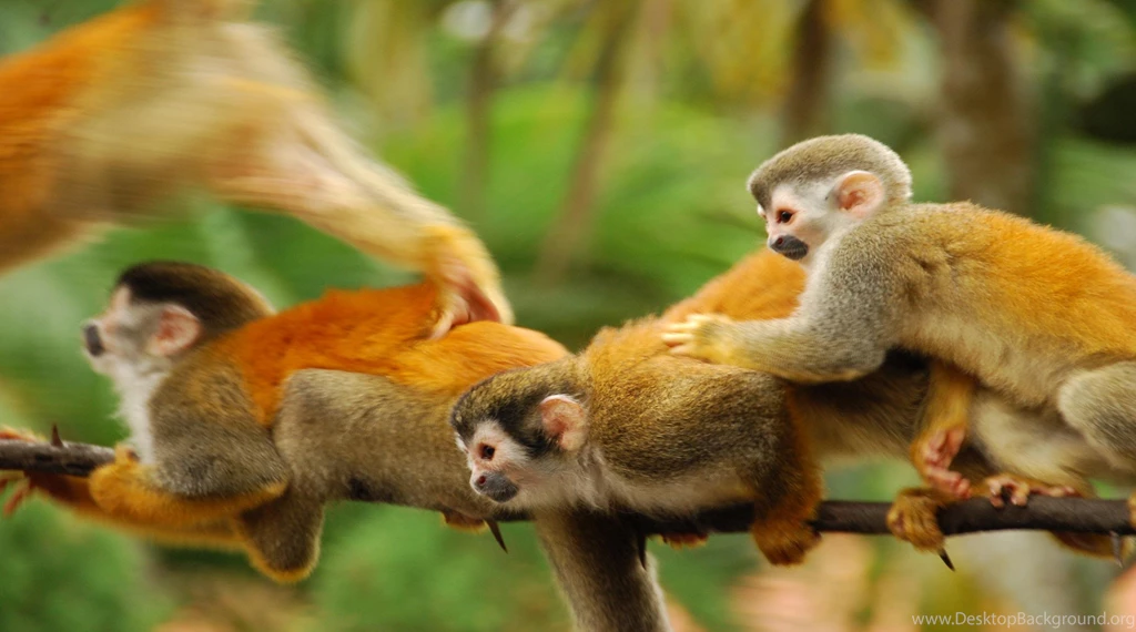 Squirrel Monkey Of The Rain Forest Of Central And South America ...