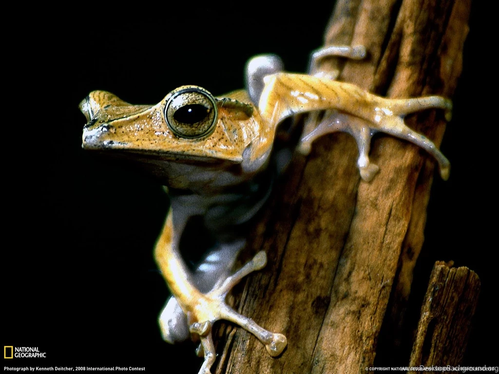 Tree Frog Picture, Cambodia Wallpapers   National Geographic Photo ...