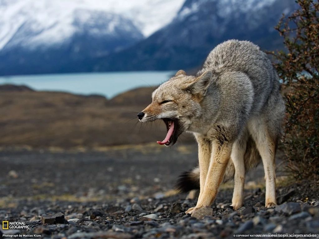 Gray Fox At Dusk Picture, Animal Wallpapers National Geographic ...