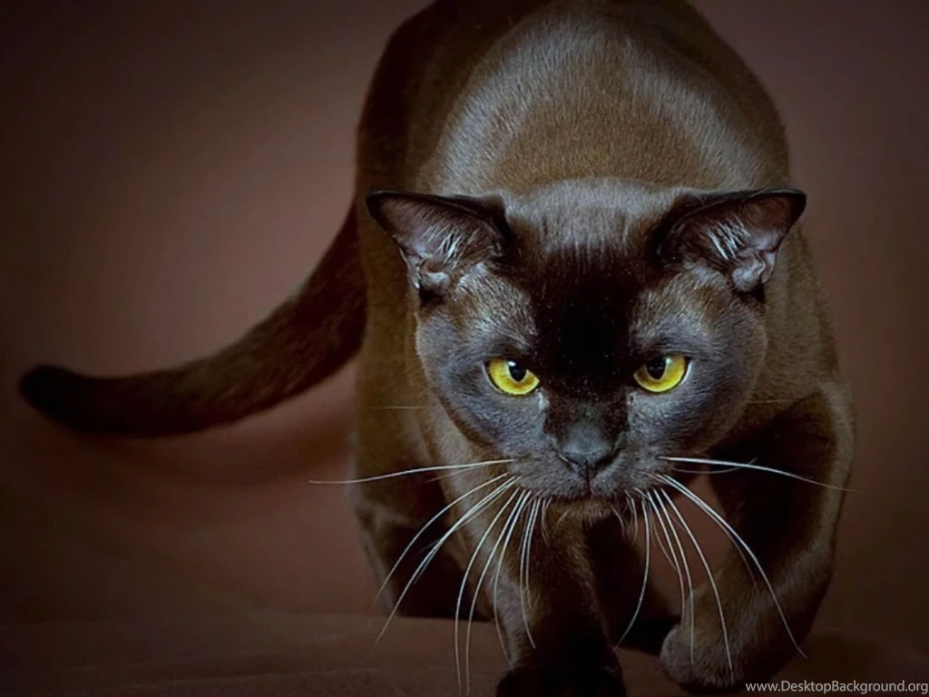 Wallpaper: Cat Hunter Wallpapers