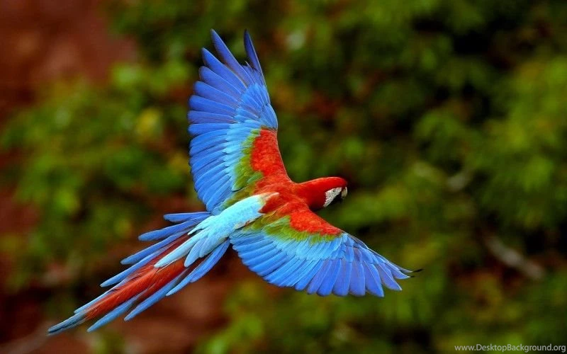 Top 10 Most Beautiful In The World Birds