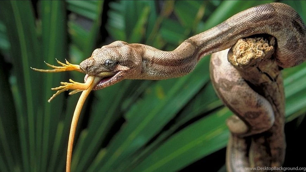 Top 10 Most Dangerous Snakes