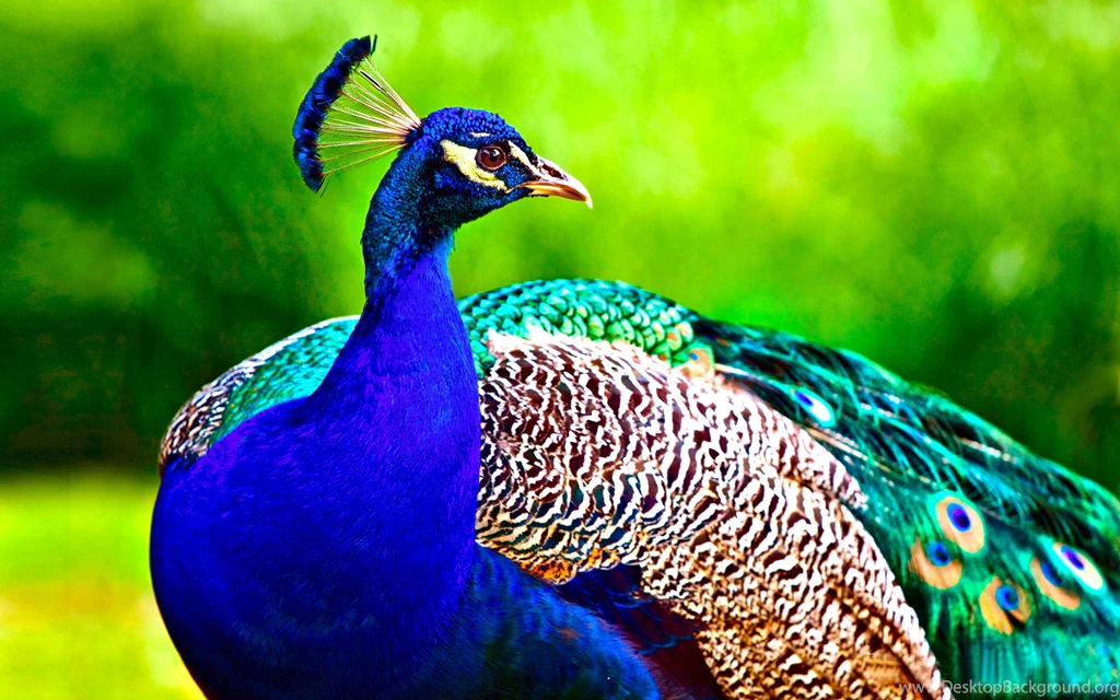 Top 10 Birds Wallpapers HD Desktop Backgrounds.jpg