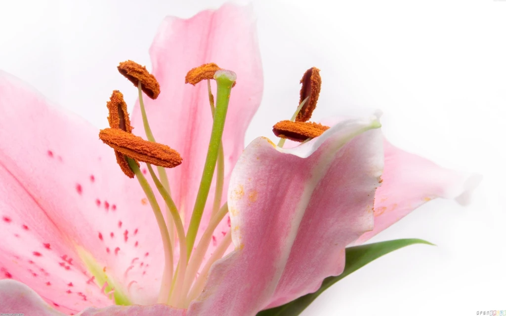 Pink Lily Wallpapers