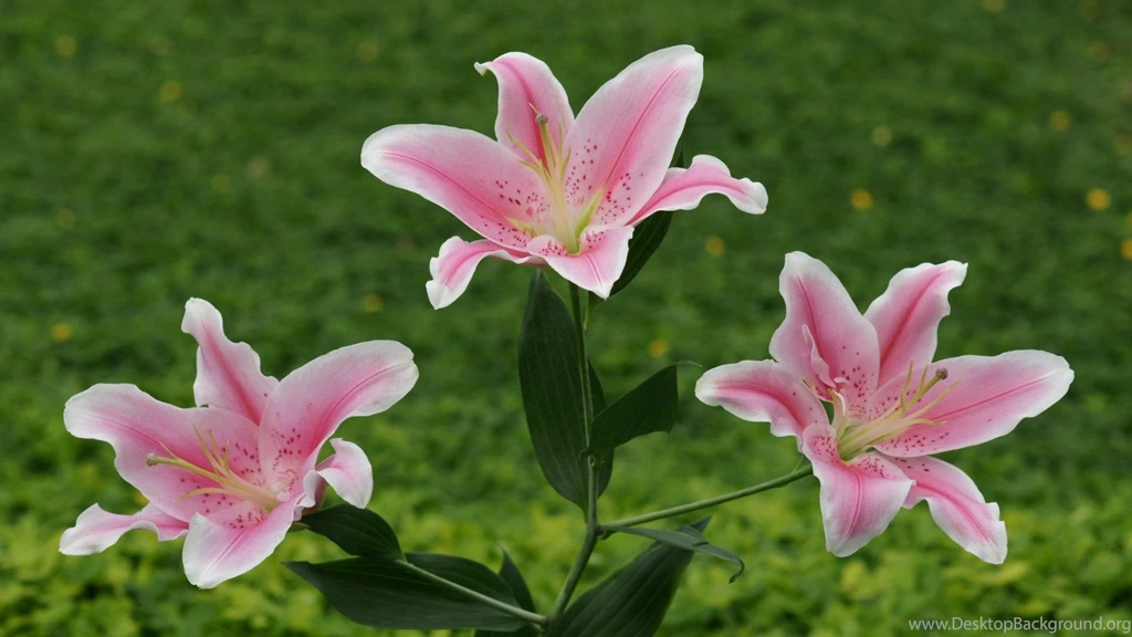 1920x1080px Pink Lily Wallpapers