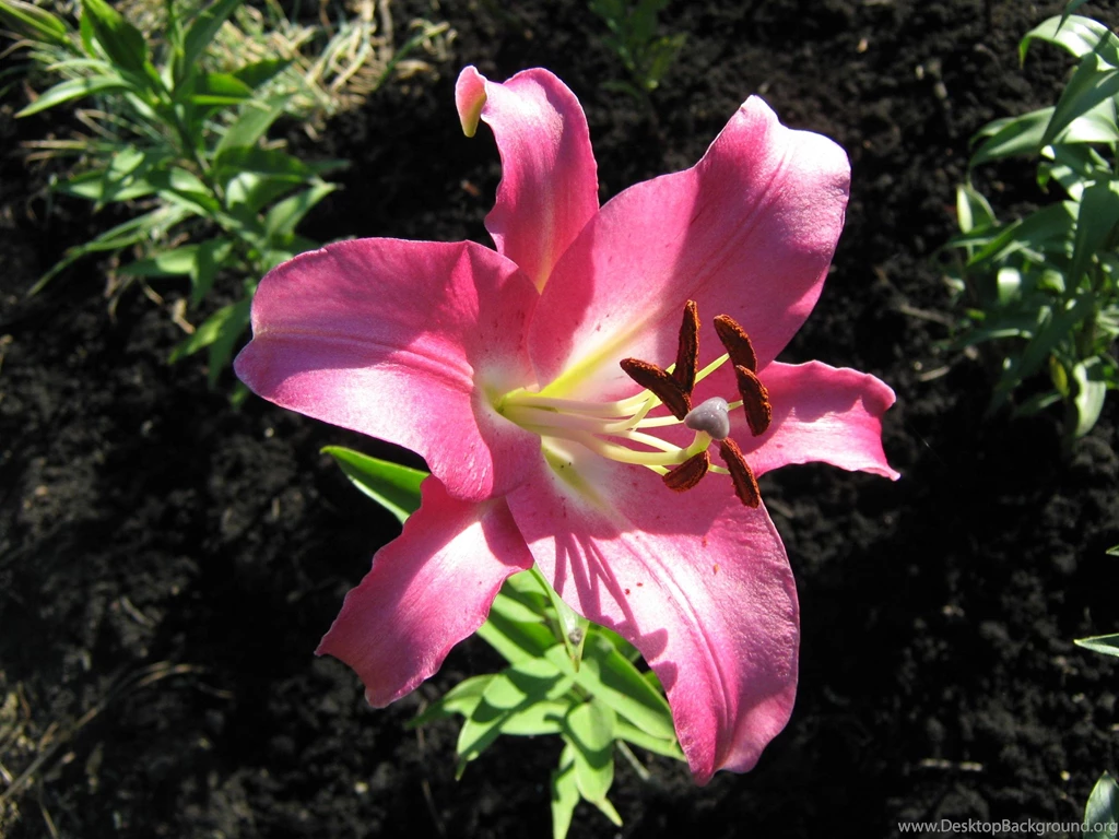 Pink Lily Pictures