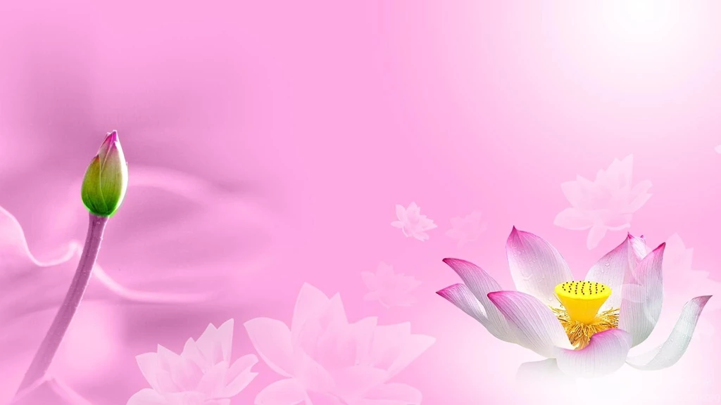 Lily Wallpapers >> Backgrounds With Quality HD