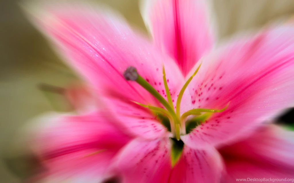Pink Lily Zoom Widescreen Wallpapers