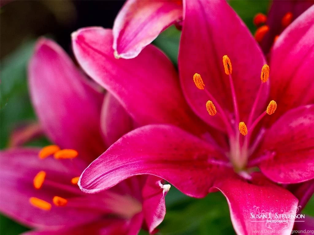 Living In Alaska – Life In The Last Frontier » “Flowers Are Our ...