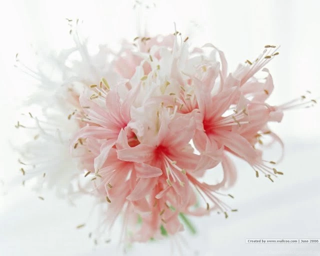 Pink Lily Flowers, Elegant Flower Ar... Wallpapers