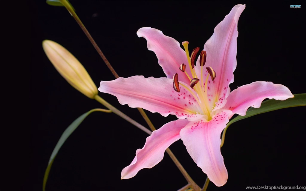 Lilies Wallpapers   Flower Wallpapers