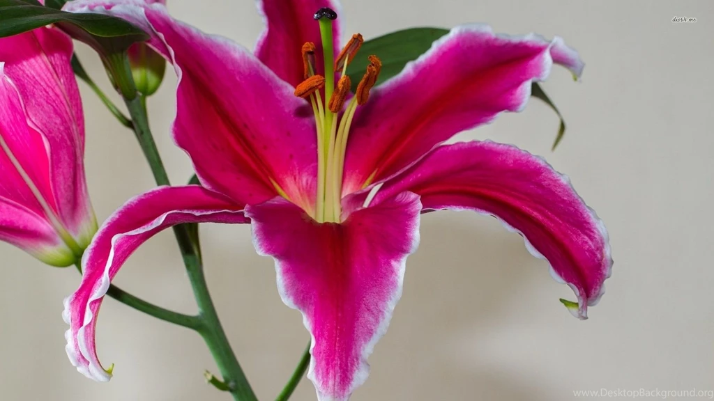 Pink Lily Wallpapers   Flower Wallpapers