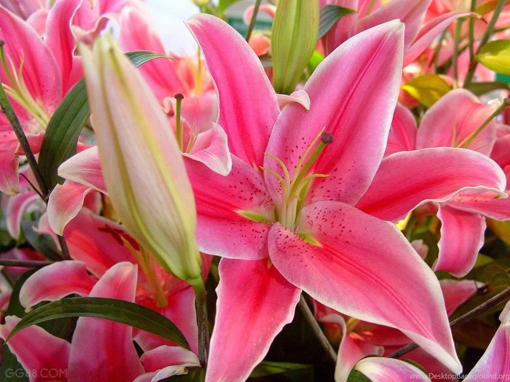 Pink Lily Flowers