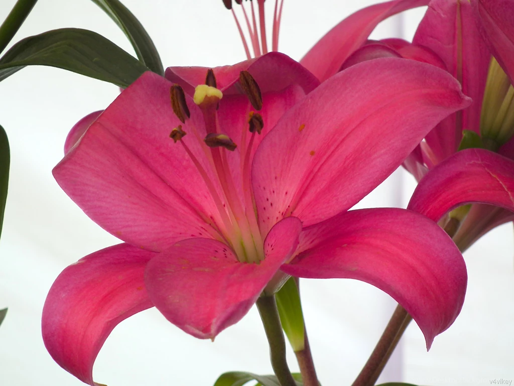 BEAUTIFUL TINY ICON ASIATIC PINK COLOR LILY FLOWER WALLPAPER ...