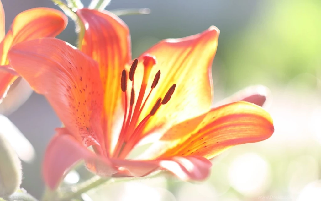 Pink Lily Widescreen Wallpapers