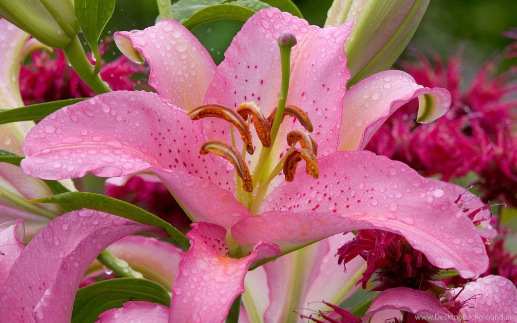 Nature Wallpapers Lilium Pink Lily Flower Waterdrops Beauty Nature ...