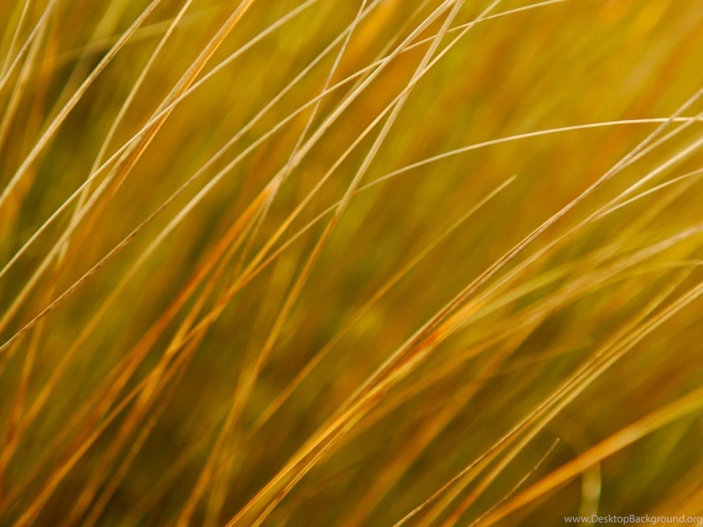 Hay Backgrounds Wallpapers 1600x1200 Wide Wallpapers Hd