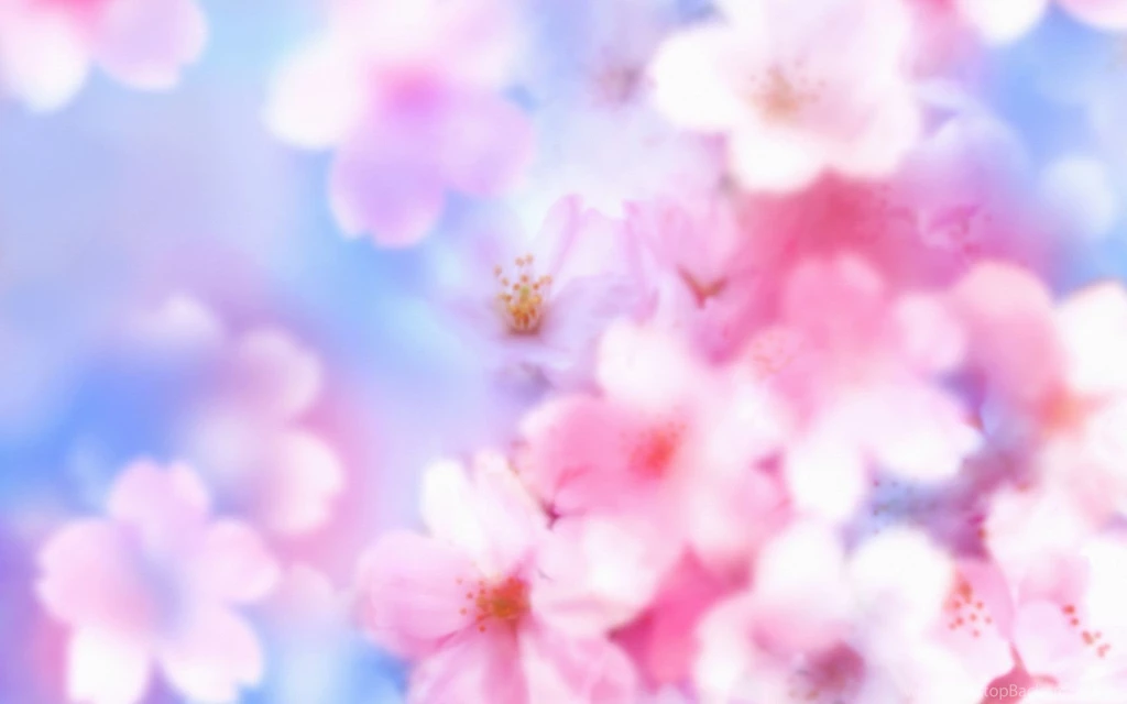 Wallpaper, Flower, Art, Blossom, Cherry (