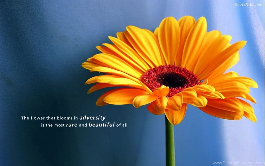 High Resolution Inspirational Quotes. QuotesGram