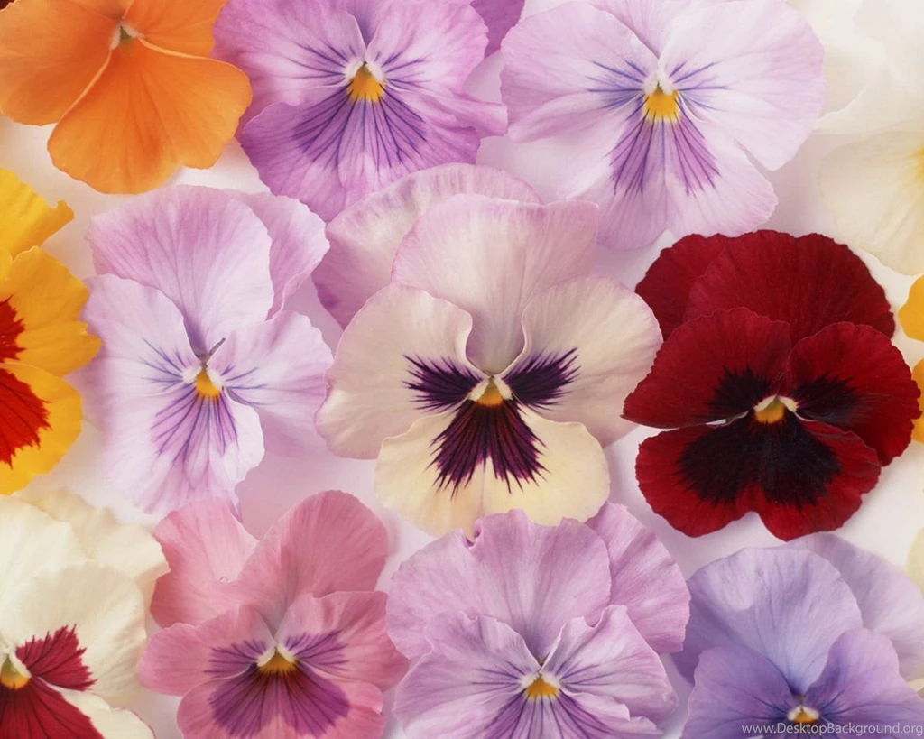 Flower Art Art Flowers Photos Flower Photography 1280x1024 ...