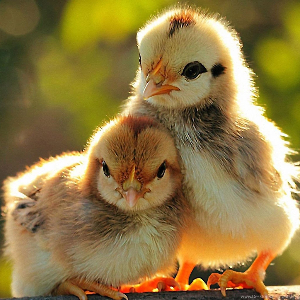 iPad Retina Wallpapers HD   Retina Ready, Stunning Wallpapers