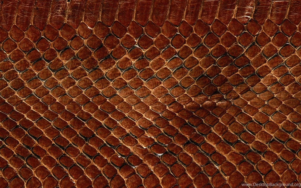 Snake Skin Wallpapers 189167